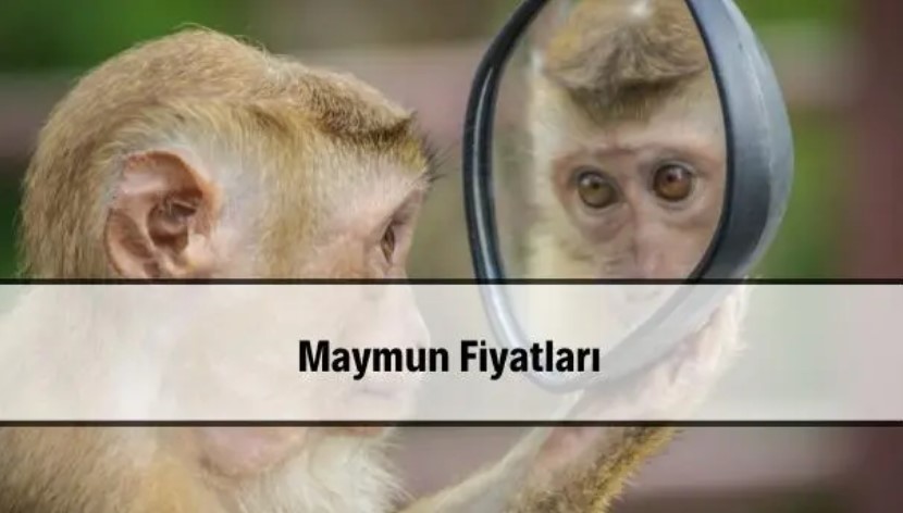 Evcil Maymunlar ve Fiyatları