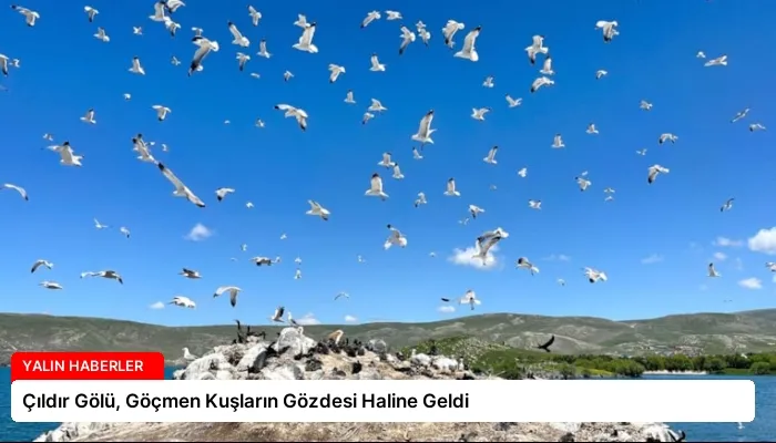 Çıldır Gölü, Göçmen Kuşların Gözdesi Haline Geldi