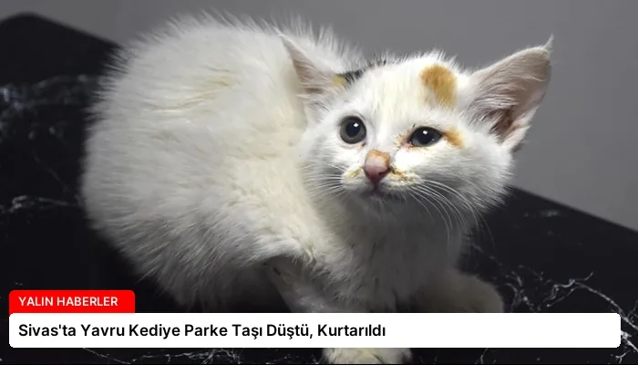 Sivas’ta Yavru Kediye Parke Taşı Düştü, Kurtarıldı