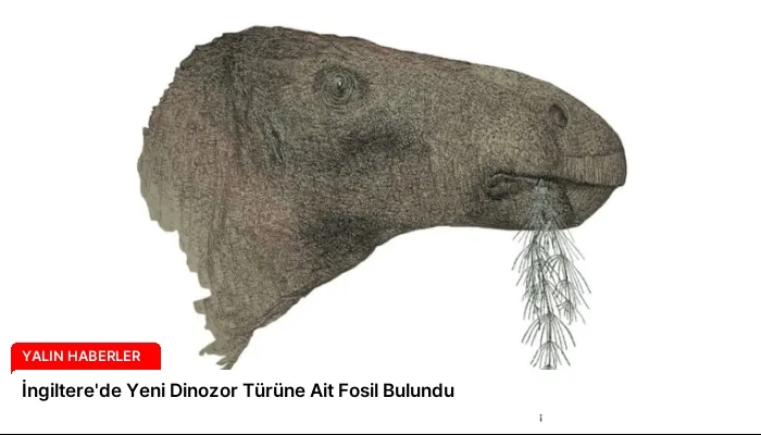 İngiltere’de Yeni Dinozor Türüne Ait Fosil Bulundu
