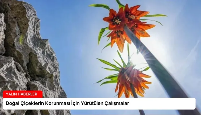 Doğal Çiçeklerin Korunması İçin Yürütülen Çalışmalar