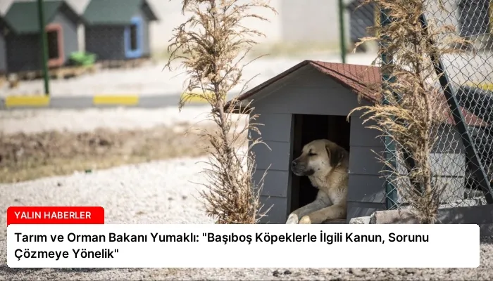 Tarım ve Orman Bakanı Yumaklı: “Başıboş Köpeklerle İlgili Kanun, Sorunu Çözmeye Yönelik”