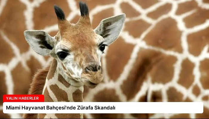 Miami Hayvanat Bahçesi’nde Zürafa Skandalı