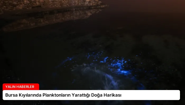 Bursa Kıyılarında Planktonların Yarattığı Doğa Harikası