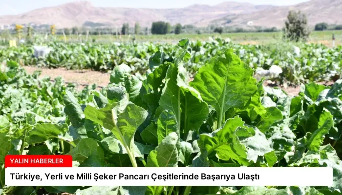 Türkiye, Yerli ve Milli Şeker Pancarı Çeşitlerinde Başarıya Ulaştı