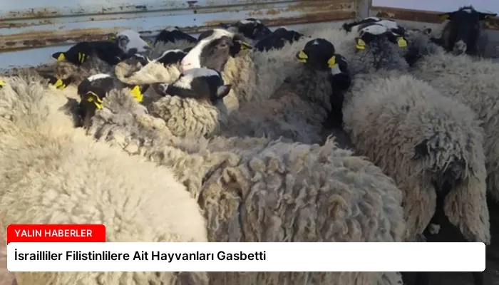 İsrailliler Filistinlilere Ait Hayvanları Gasbetti