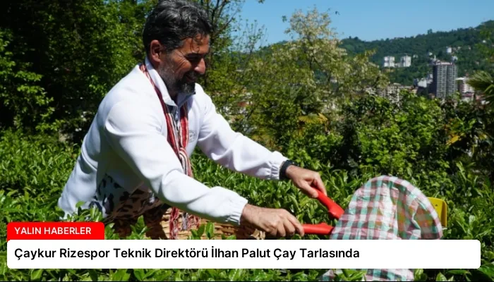 Çaykur Rizespor Teknik Direktörü İlhan Palut Çay Tarlasında