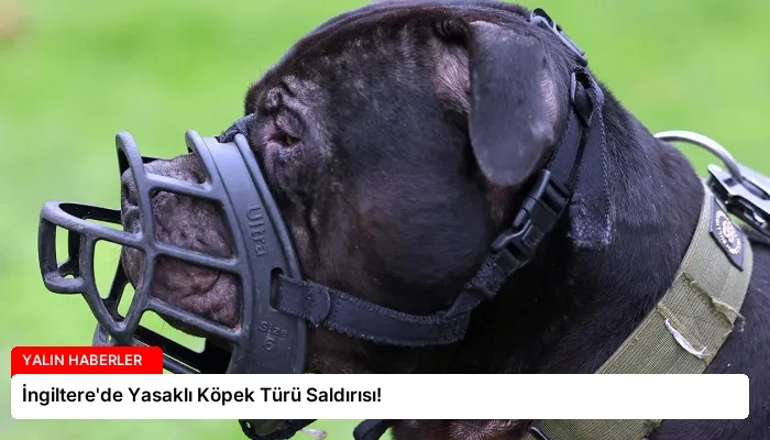İngiltere’de Yasaklı Köpek Türü Saldırısı!