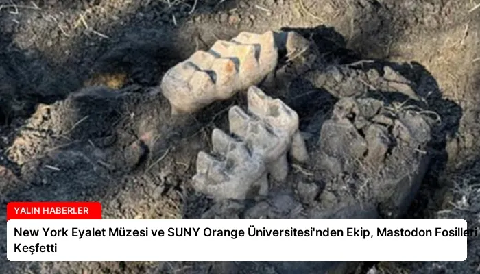 New York Eyalet Müzesi ve SUNY Orange Üniversitesi’nden Ekip, Mastodon Fosilleri Keşfetti