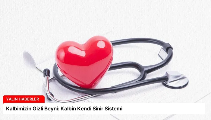 Kalbimizin Gizli Beyni: Kalbin Kendi Sinir Sistemi