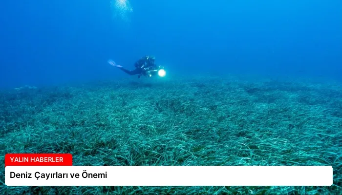Deniz Çayırları ve Önemi