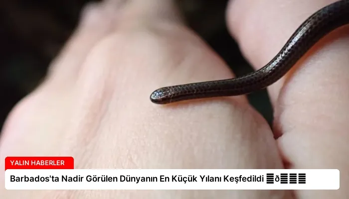Barbados’ta Nadir Görülen Dünyanın En Küçük Yılanı Keşfedildi ⏬👇