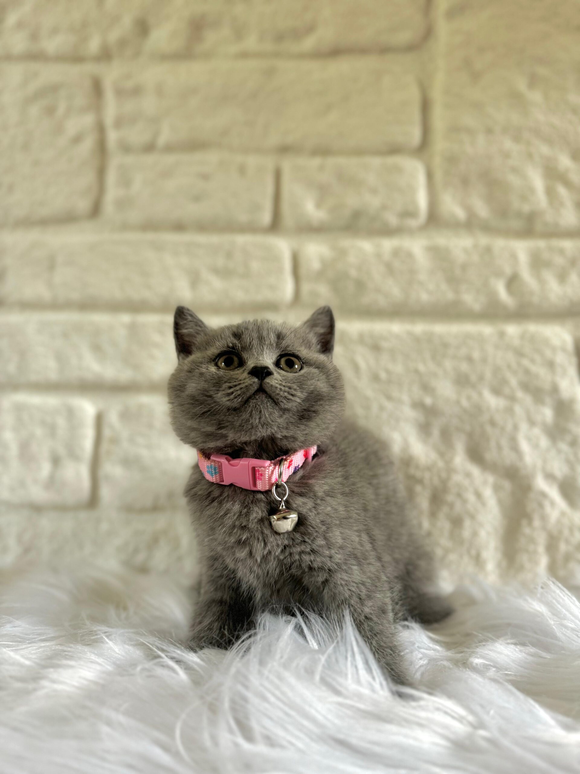 British Shorthair Kedilerin Özellikleri