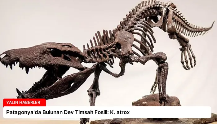 Patagonya’da Bulunan Dev Timsah Fosili: K. atrox