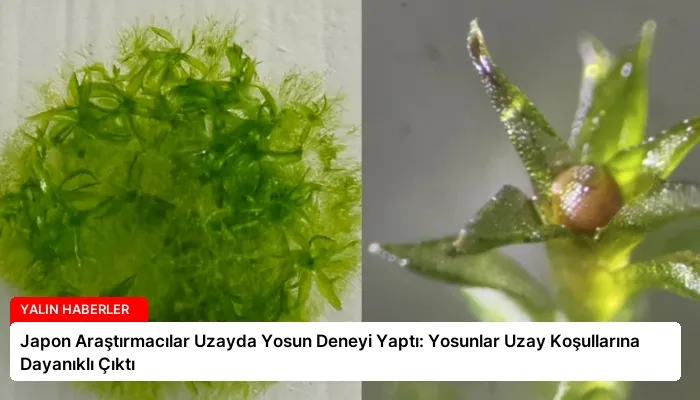 Japon Araştırmacılar Uzayda Yosun Deneyi Yaptı: Yosunlar Uzay Koşullarına Dayanıklı Çıktı