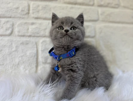 Evcil Hayvan Sahiplenmenin En Güvenilir Adresi Petyasam.com