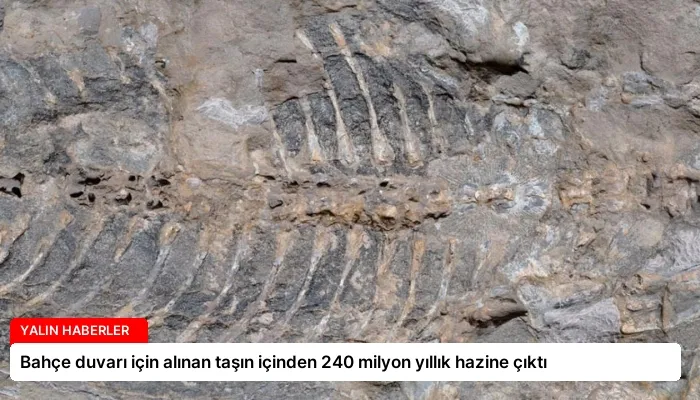 Bahçe duvarı için alınan taşın içinden 240 milyon yıllık hazine çıktı