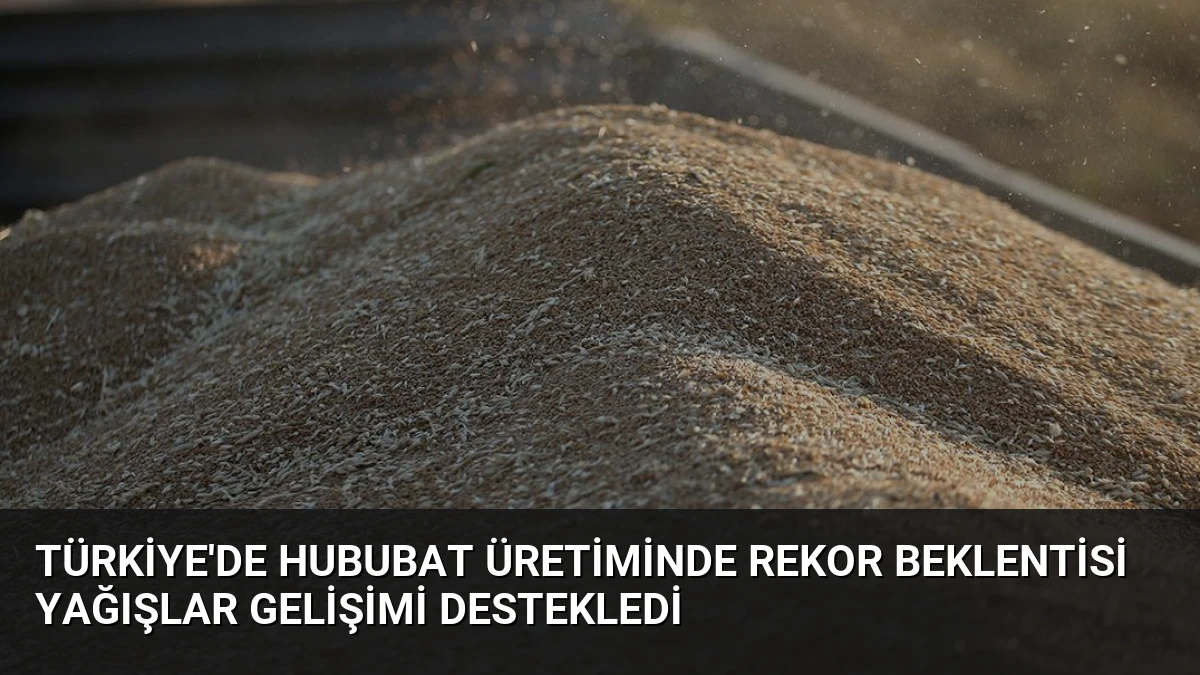 Türkiye’de Hububat Üretiminde Rekor Beklentisi Yağışlar Gelişimi Destekledi