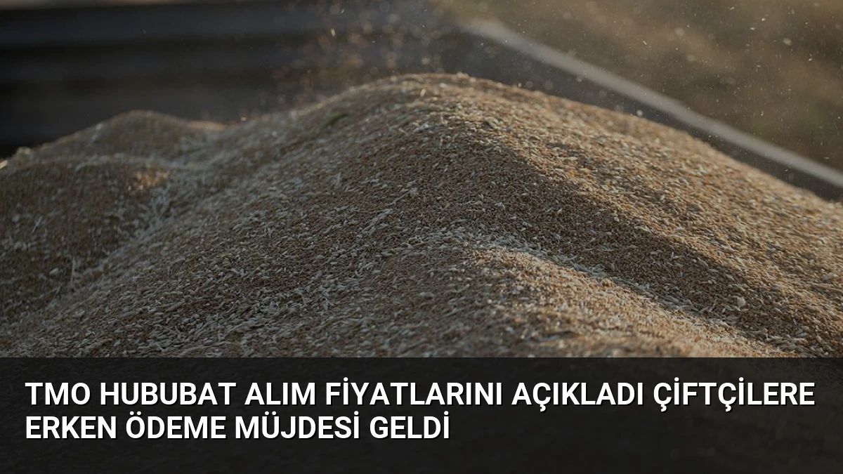 TMO Hububat Alım Fiyatlarını Açıkladı Çiftçilere Erken Ödeme Müjdesi Geldi