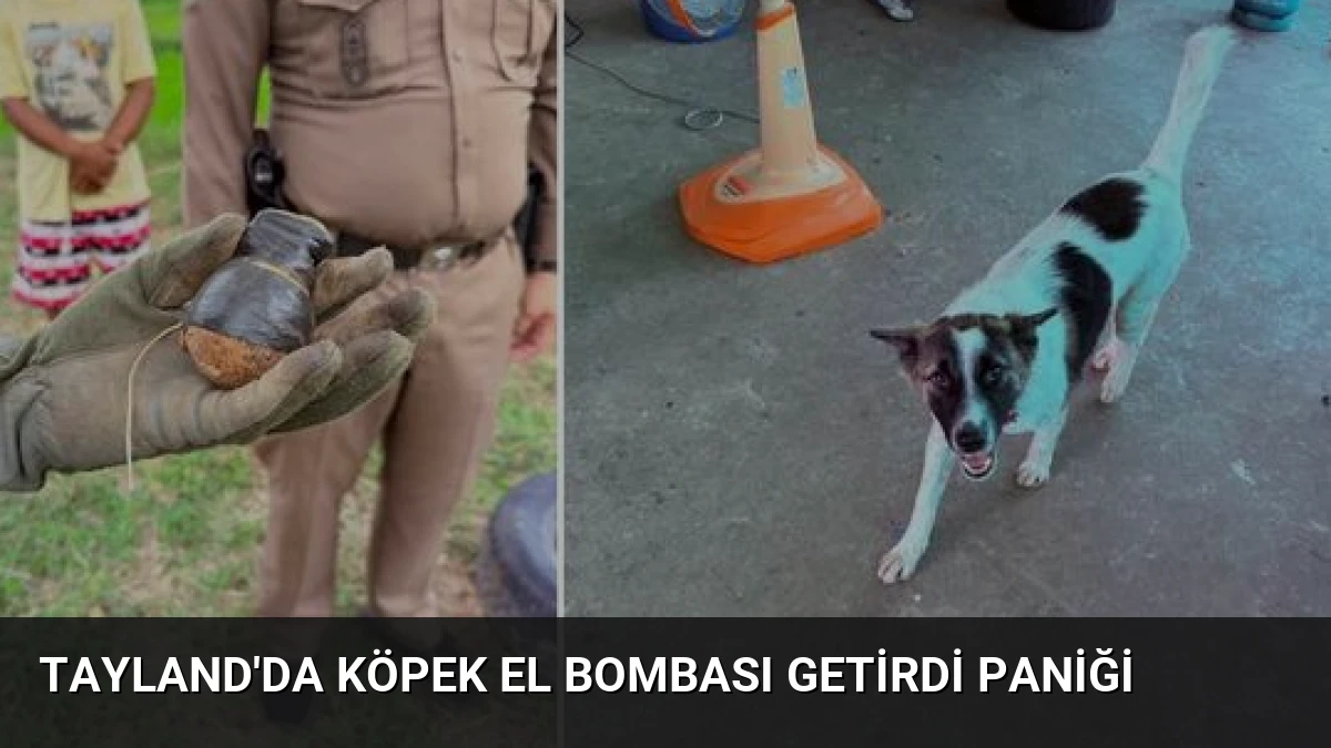 Tayland’da Köpek El Bombası Getirdi Paniği