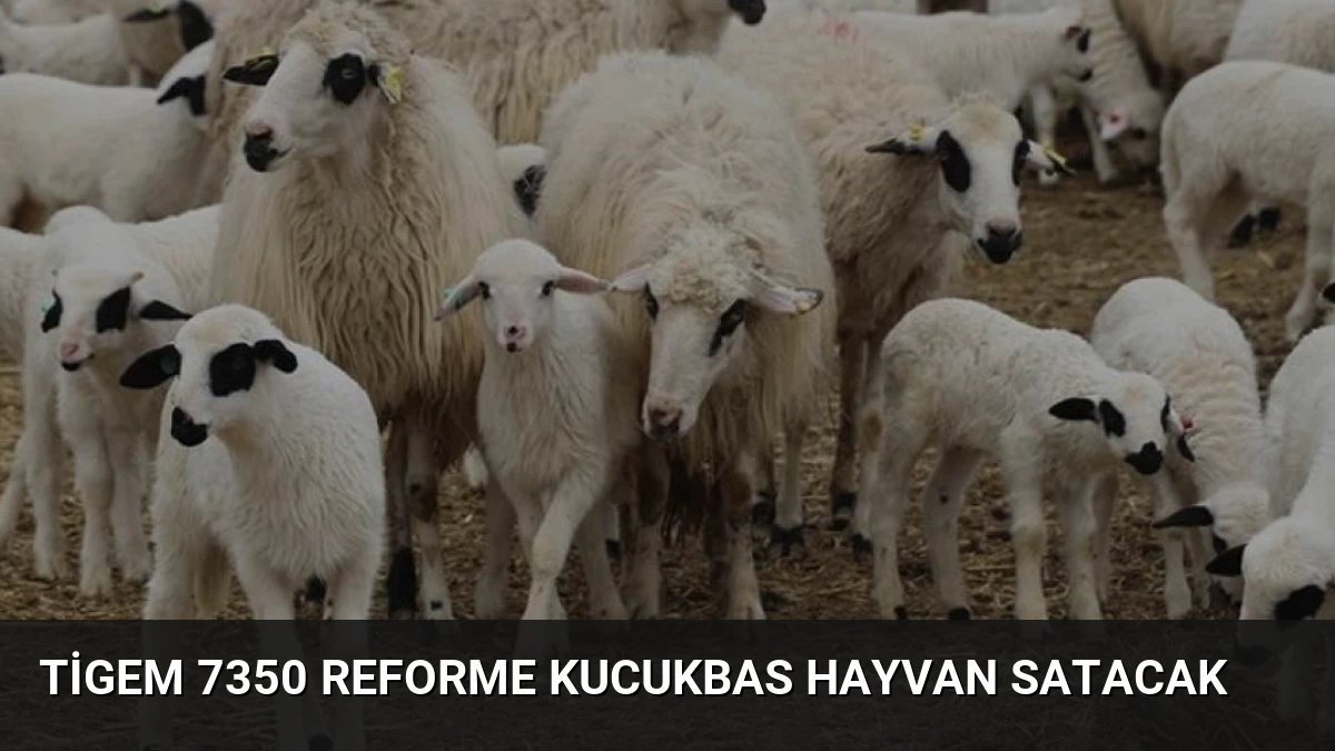 Tigem 7350 Reforme Kucukbas Hayvan Satacak