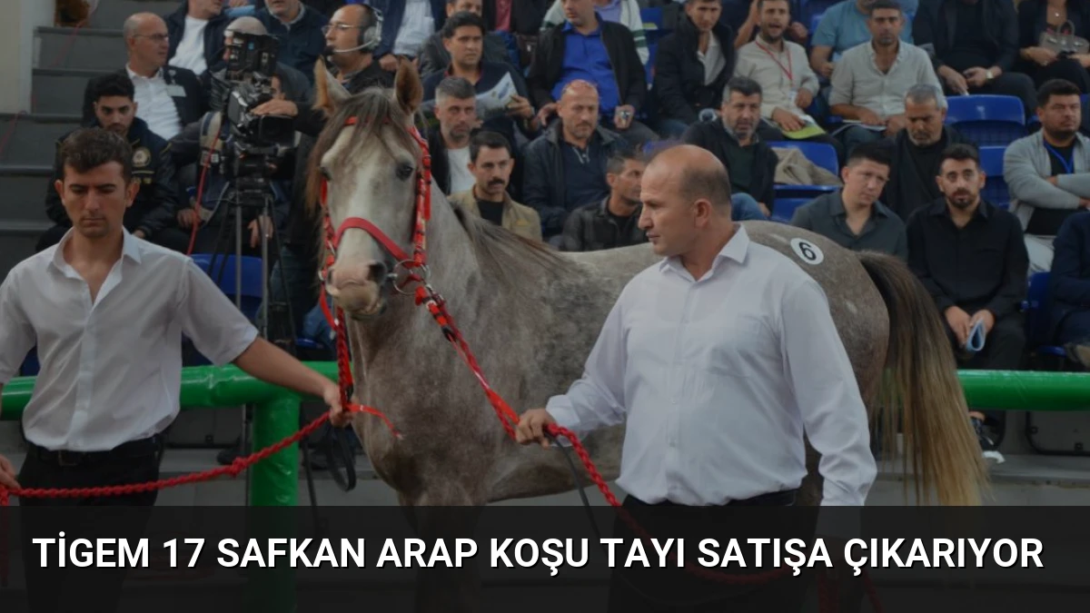 Tigem 17 Safkan Arap Koşu Tayı Satışa Çıkarıyor