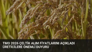 TMO 2026 Çeltik Alım Fiyatlarını Açıkladı Üreticilere Önemli Duyuru