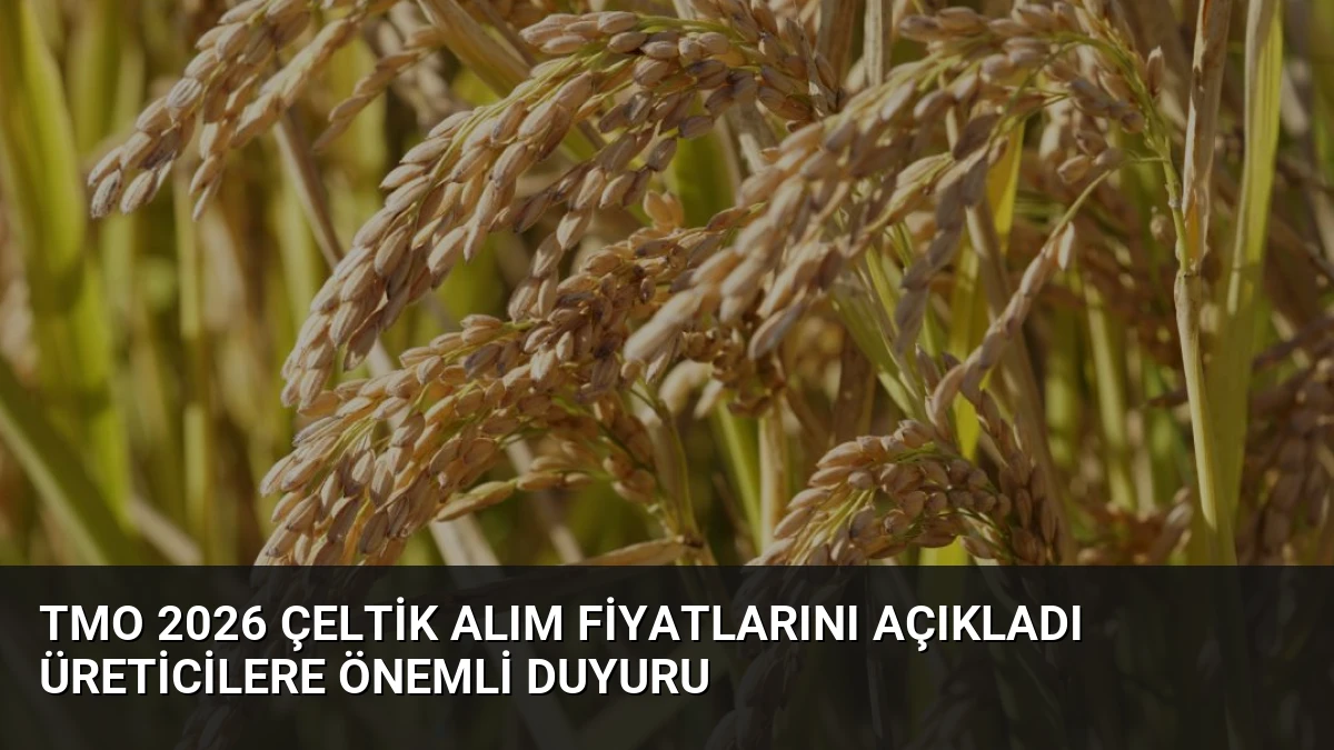 TMO 2026 Çeltik Alım Fiyatlarını Açıkladı Üreticilere Önemli Duyuru